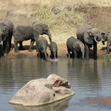 Tarangire - Elephants